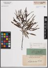 Foto von Salix eleagnos Scop.